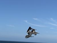 Galapagos - Insel Lobos