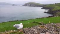 Dingle