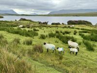 7. Reisetag – Schafe am Lough Fee
