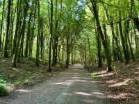 9. Reisetag – Waldspaziergang in „Coole Park“