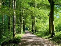 9. Reisetag – Waldspaziergang in „Coole Park“