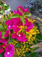 Hotelanlage La Madrague