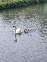 Tag 4 - Cotswolds - Bibury - Eindrücke (6).jpg