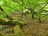 Tag 5 - Arley Arboretum - Eindrücke (7).jpg