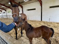 11. Reisetag – Führung durch das Irische Nationalgestüt – Stute und ganz junges Fohlen