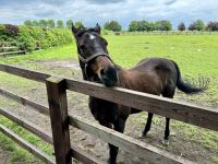 11. Reisetag – Führung durch das Irische Nationalgestüt – Hurricane Fly, eine lebende Legende
