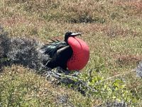 Galapagos - Fregattvogelmännchen mit rotem Kehlsack