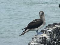 Galapagos - Santa Cruz - am Frühstücksrestaurant Hotel Solymar