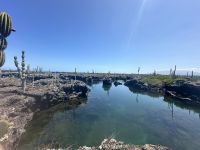 Galapagos  - Insel Isabela - Los Tuneles