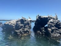 Galapagos  - Insel Isabela - Los Tuneles