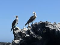 Galapagos  - Insel Isabela - Los Tuneles