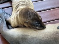 Galapagos - Isabela - Seelöwen am Hafen - säugendes Seelöwenbaby