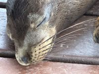 Galapagos - Isabela - Seelöwen am Hafen