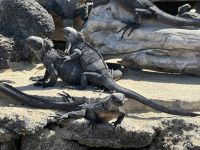 Galapagos - Isabela - Meerechsen