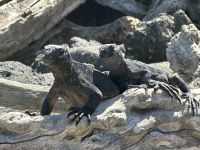 Galapagos - Isabela - Meerechsen
