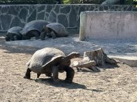 Galapagos - Landschildkröten