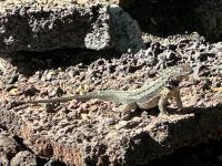 Galapagos - Microlophus - Familie der Kleinschwanzleguane