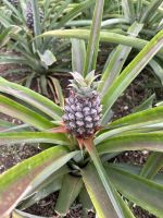 Ganztagesausflug Sete Cidades: Ananasplantage