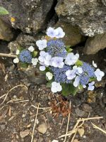 Ganztagesausflug Insel Pico