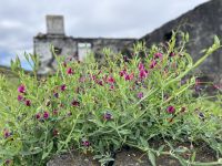 Ganztagesausflug Insel Pico