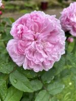 Stadtrundgang: Angra do Heroismo: Botanischer Garten