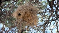 Botswana - Unterwegs nach Nata - Webervogel Nest