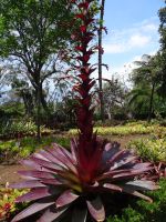 Funchal, Botanischer Garten - Bromelia