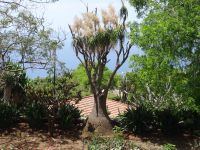 Funchal, Botanischer Garten - Elefantenfuss