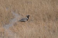 Botswana - Salzpfannen bei Nata - Gackeltrappe