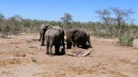 Botswana - Elefanten am Straßenrand