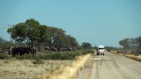 Botswana - noch mehr Elefanten am Straßenrand