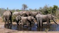 Botswana - Elefanten demolieren Wasserleitung