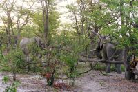 Botswana - durch den Busch ins Moremi