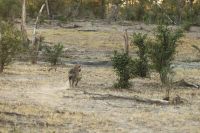 Botswana - durch den Busch ins Moremi