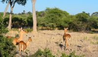 Botswana - Moremi - Impalas beim Frühstück