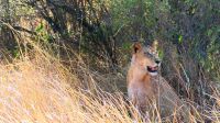 Botswana - Moremi - noch eine Löwen-Dame