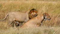 Botswana - Moremi - Löwen-Paar