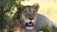 Botswana - Moremi  - Upps...