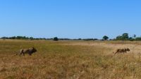 Botswana - Moremi - Löwen-Paar