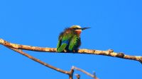 Botswana - Shakawe - Bootsfahrt - Bienenfresser