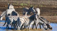 Namibia - Pirschfahrt im Mahango Park