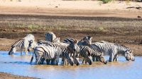 Namibia - Pirschfahrt im Mahango Park