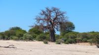 Namibia - Pirschfahrt im Mahango Park