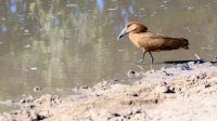 Namibia - Pirschfahrt im Bwabwata Nationalpark - Hammerkopf