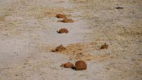 Namibia - Pirschfahrt im Bwabwata Nationalpark