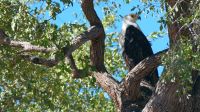 Namibia - Bwabwata Nationalpark - Fish Eagle