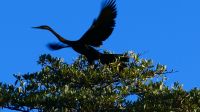 Namibia - Bootsfahrt auf dem Kwando - Schlangenhalsvogel