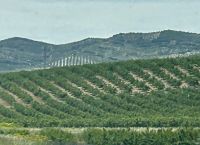 Olivenhaine - so weit das Auge reicht