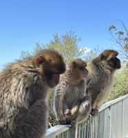 Berberaffen in Position für's Foto