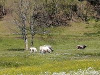 An saftigen Wiesen vorbei nach Baad